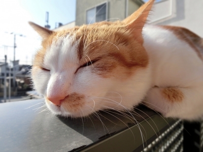 ホノホ 乾燥肌 月見草 効果 ネコ .jpg